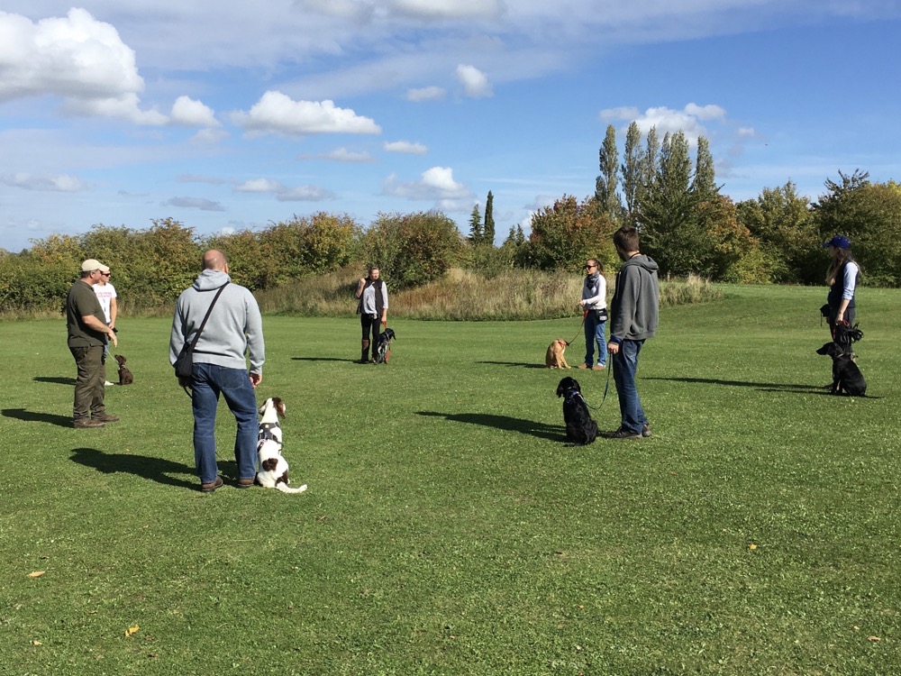 learn-more-about-acer-and-our-gundog-training-options